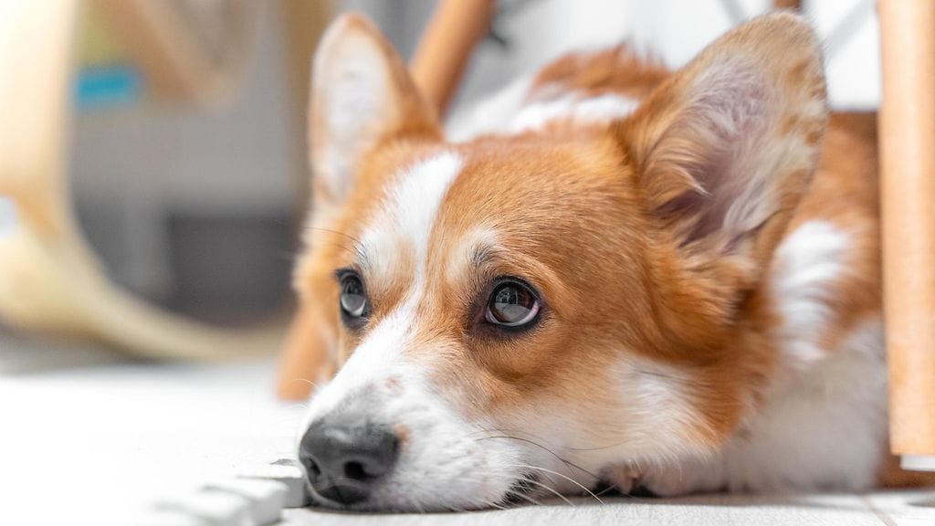 koira, corgi