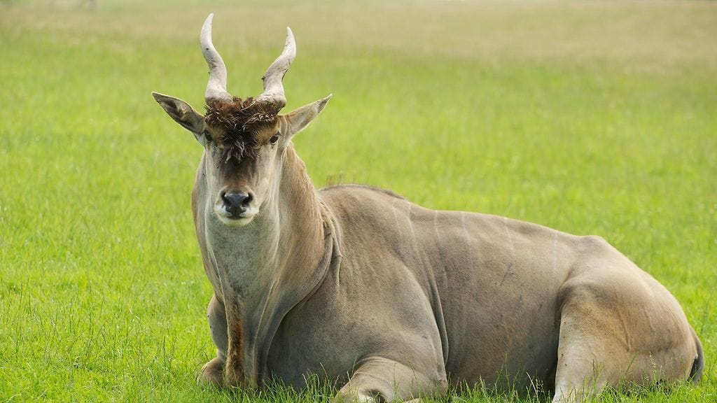 Hirviantilooppi voi painaa jopa tuhat kiloa.