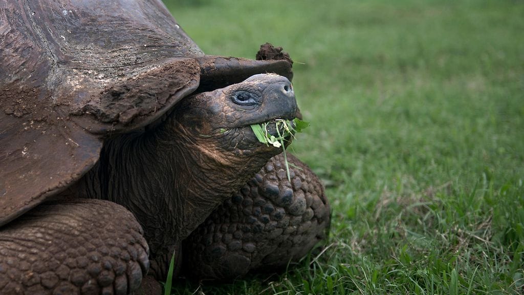 Ympäristöministeriö ei tarkentanut, mitä lajia kilpikonnat olivat.