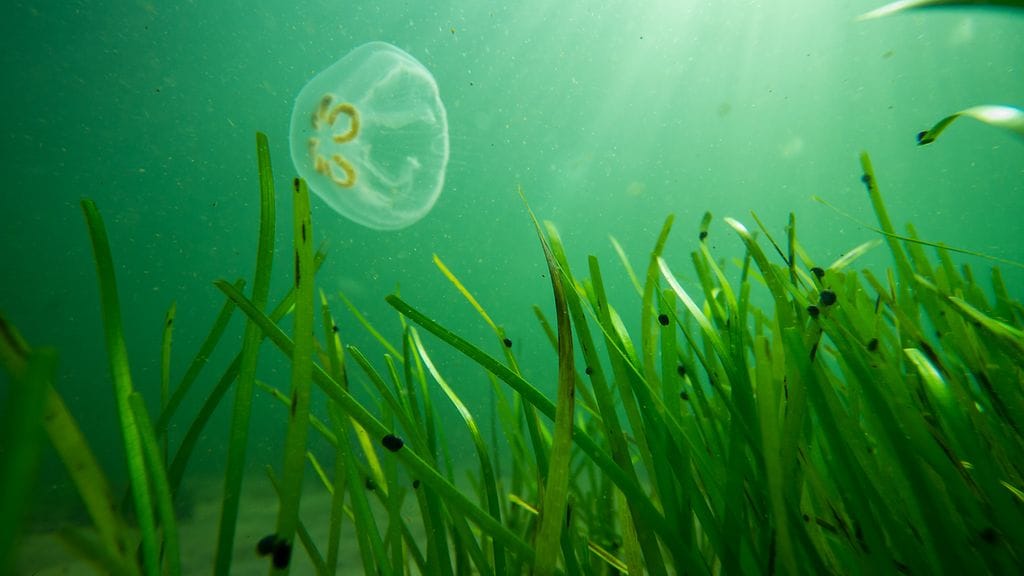 Meriajokasniitty, meriniitty