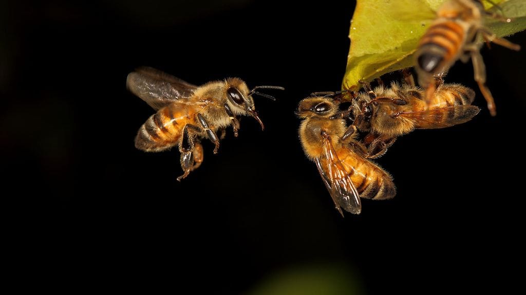 Yli 20 ihmistä on loukkaantunut mehiläisten hyökättyä heidän kimppuunsa Ranskassa. Kuvituskuvan hyönteiset eivät liity uutiseen.