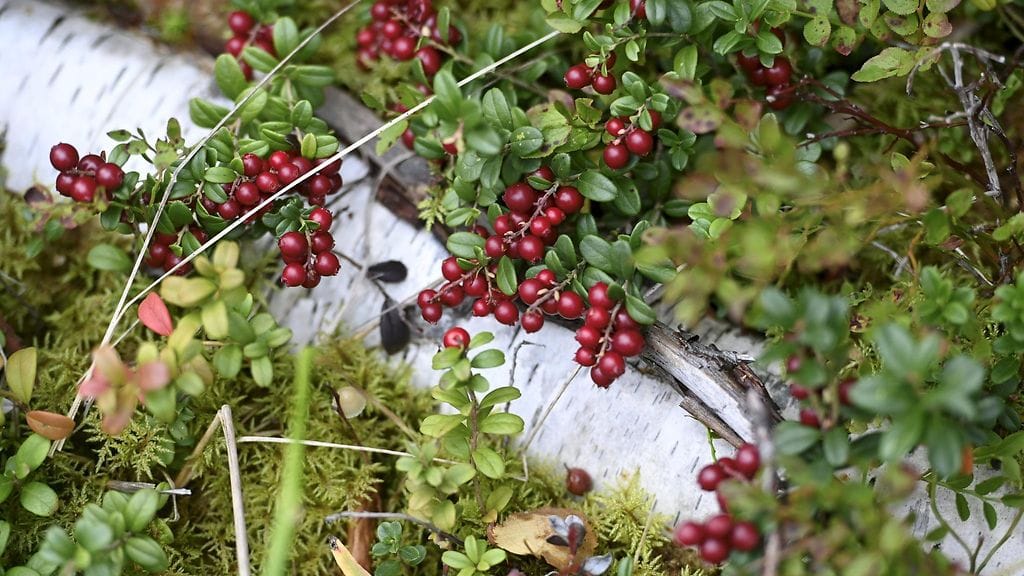 Puolukka syksy lehtikuva