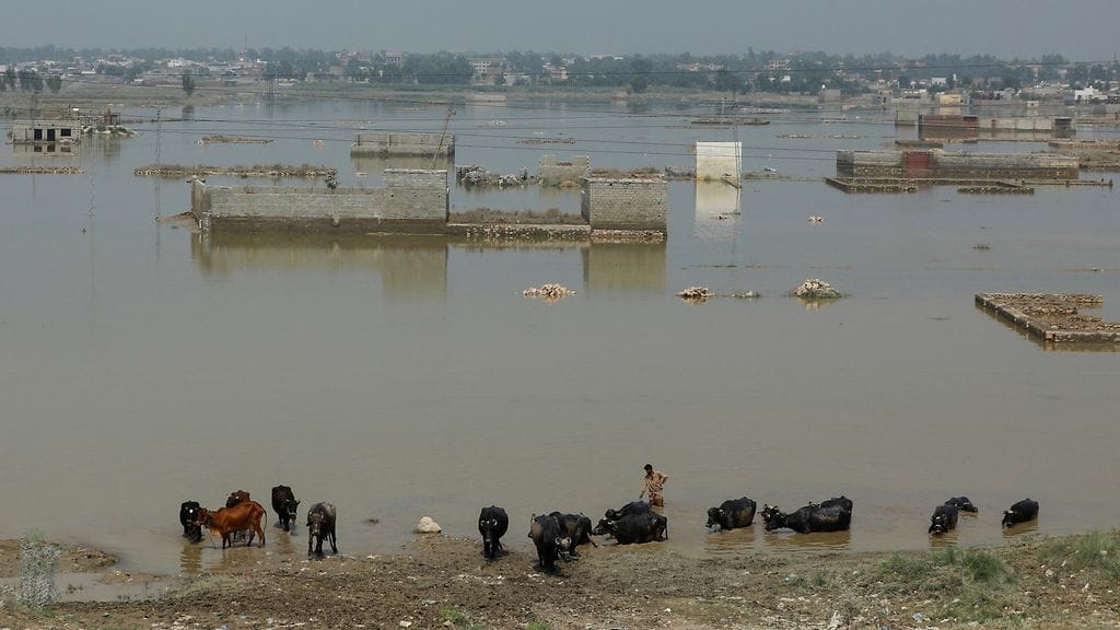 Mies käveli lehmiensä ja buffaloidensa kanssa tulvavedessä Nowsherassa, Pakistanissa 3. syyskuuta 2022.