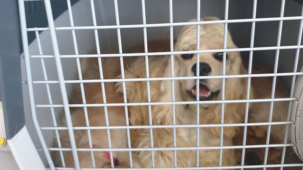 Amerikancockerspanieleita uhkasi lopettaminen, jos niitä ei lennätetä takaisin Puolaan.