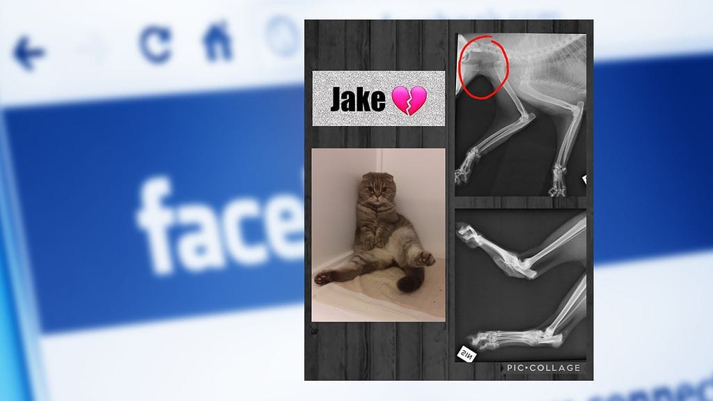 Lohjan eläinsuojeluyhdistyksen hoiviin tullut Jake oli Scottish fold -rotuinen luppakorva. Lesy varoittaa rotuominaisuuksien aiheuttavan kissalle suurta kärsimystä. Röntgenkuvat otti eläinlääkäri Johanna Raulio, ja Jaken kuvasi Sanna Vainio.