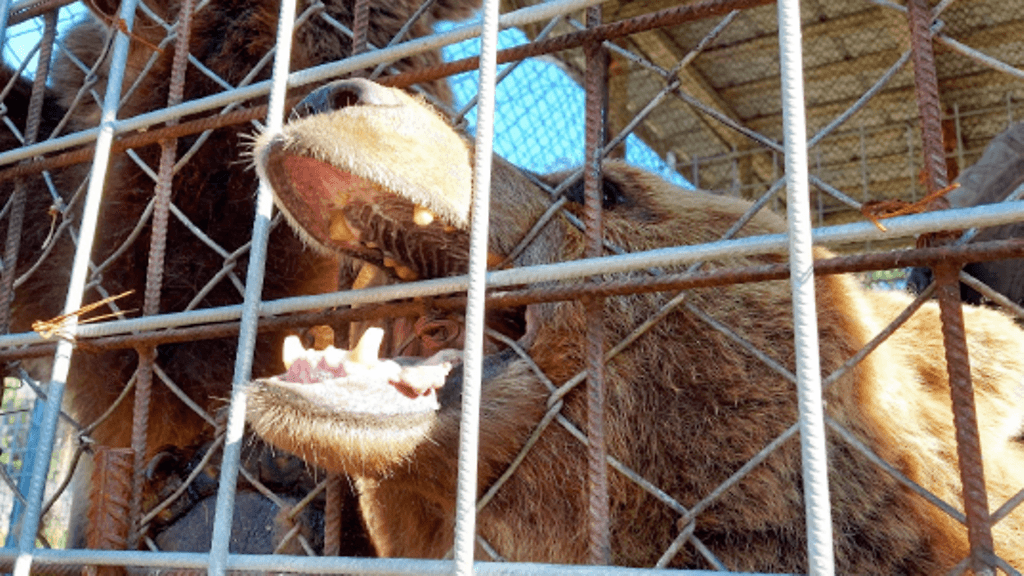 Kuvassa Nätti-karhu Pohjois-Suomen aluehallintoviraston julkistamassa kuvassa.