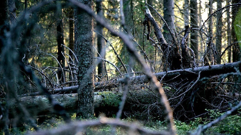 Euroopan unionin alueella ei saa enää pian myydä tuotteita, jotka ovat aiheuttaneet metsäkatoa. Syynä on metsäkatoasetus, jonka hyväksymisen puolesta Euroopan parlamentti äänesti tänään keskiviikkona selvin luvuin. Kuvituskuva.