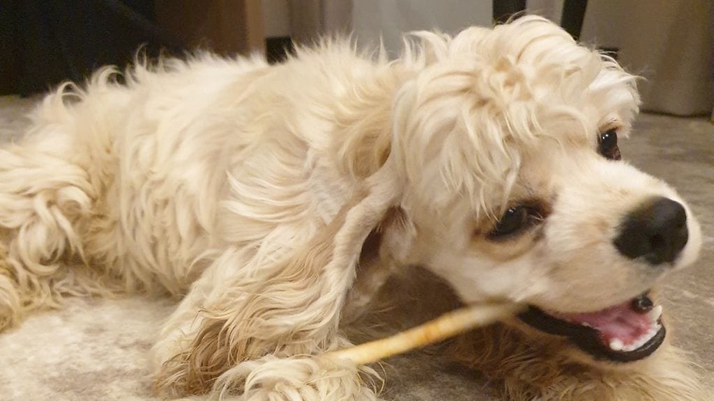 Kotona Suomessa uusia lemmikkejä odotetaan jo malttamattomana. –Lapset pyytävät koko ajan koirista videoita ja kuvia ja ovat koirista huolissaan. Vanhin poikani pyysi hoitamaan niitä hyvin.