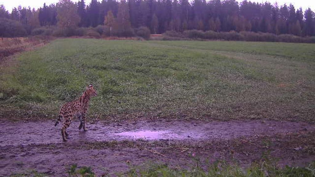 Tapaus nousi uutisotsikoihin viime vuonna, kun toinen kissoista (kuvassa) tallentui riistakameraan Joensuussa.