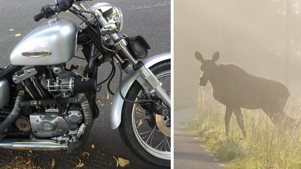 Moottoripyöräilijä oli törmätä hirveen Rengossa