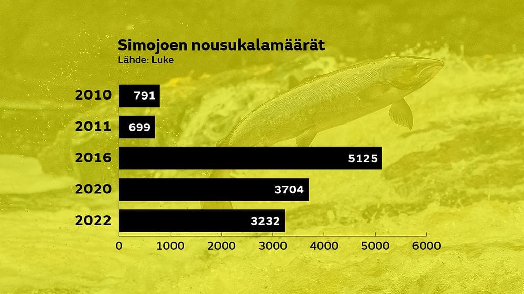 Simojoki kalamäärät