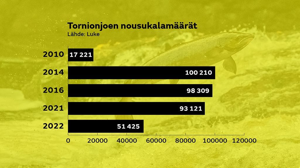 Tornionjoki kalamäärät