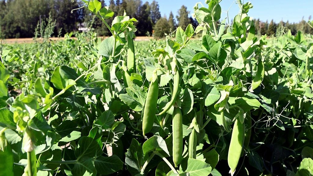 Luonnonvarakeskuksen mukaan määrä on suurin yli 100-vuotisen tilastointihistorian aikana ja kaksinkertainen viime vuoteen verrattuna.