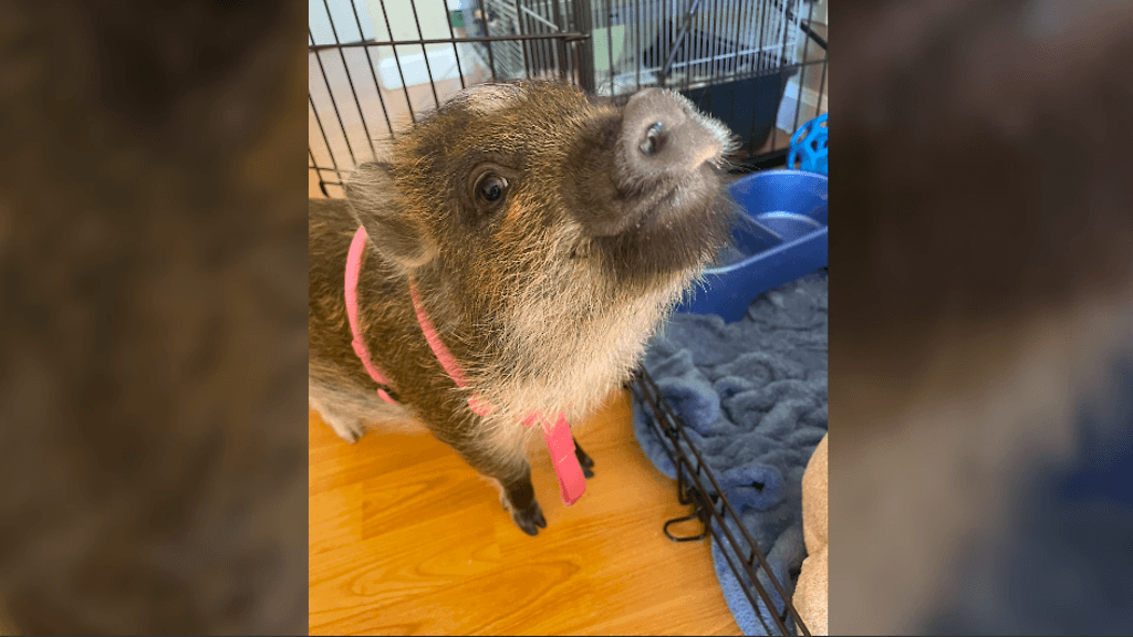 Merlin-possu nousi somehitiksi.