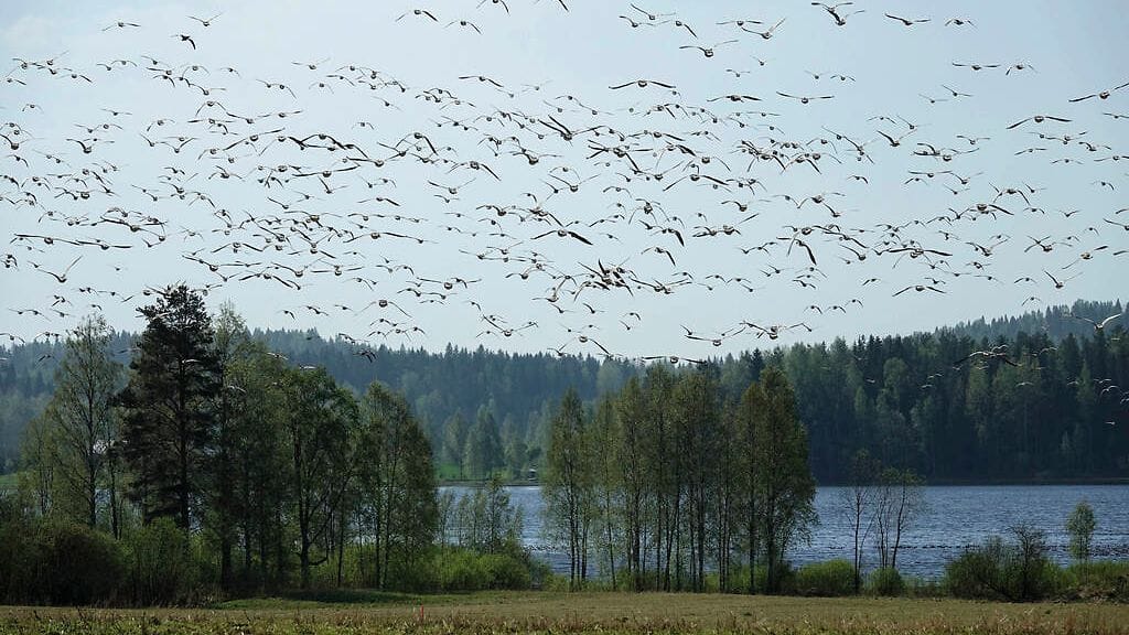 Valkoposkihanhia Värtsilässä 19.5.2021.