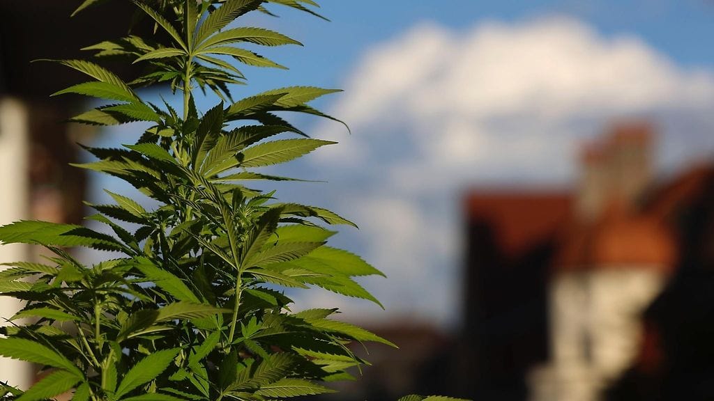 Kannabis pysyy maailman antidopingtoimisto Wadan kiellettyjen aineiden listalla.