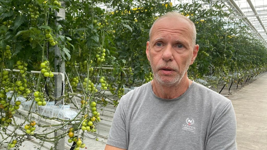 Martin Sigg on kolmannen polven kasvihuoneyrittäjä, joka on pyörittänyt yritystään liki neljäkymmentä vuotta Närpiössä.