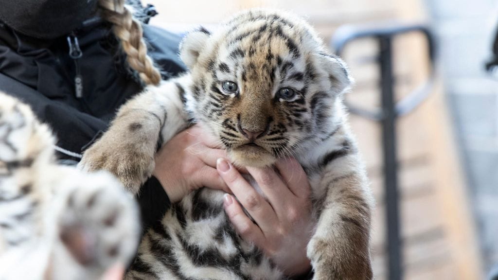 Amurintiikerin pennut pääsivät terveystarkastukseen Korkeasaaressa 1. (Kuva: Annika Sorjonen, Korkeasaari Zoo.)
