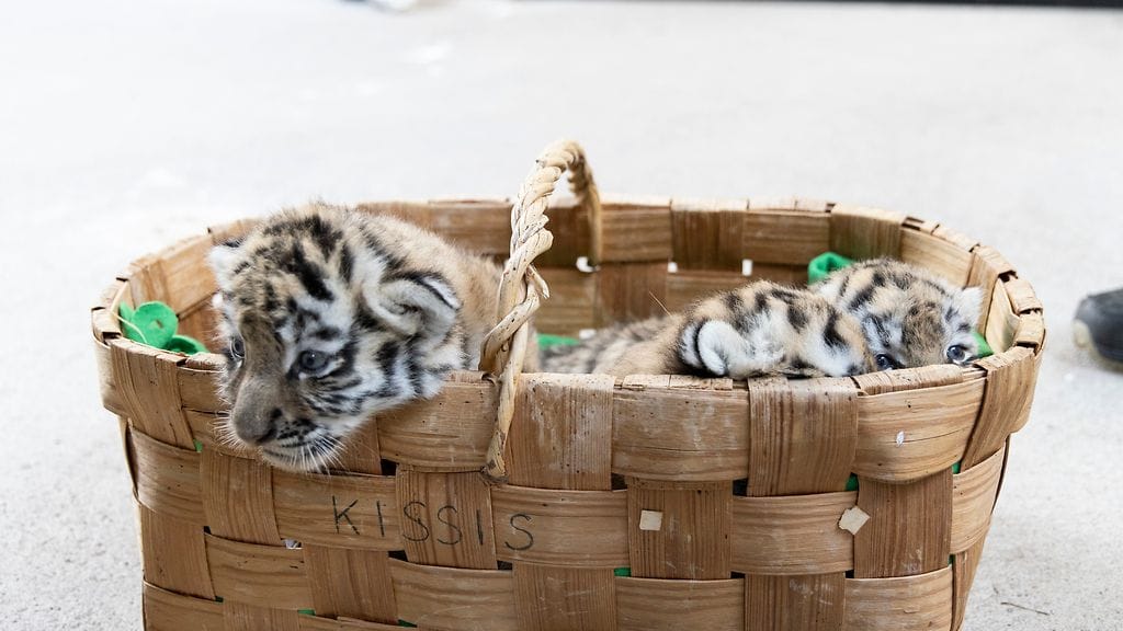 Amurintiikerin pennut pääsivät terveystarkastukseen Korkeasaaressa 2. (Kuva: Annika Sorjonen, Korkeasaari Zoo.)