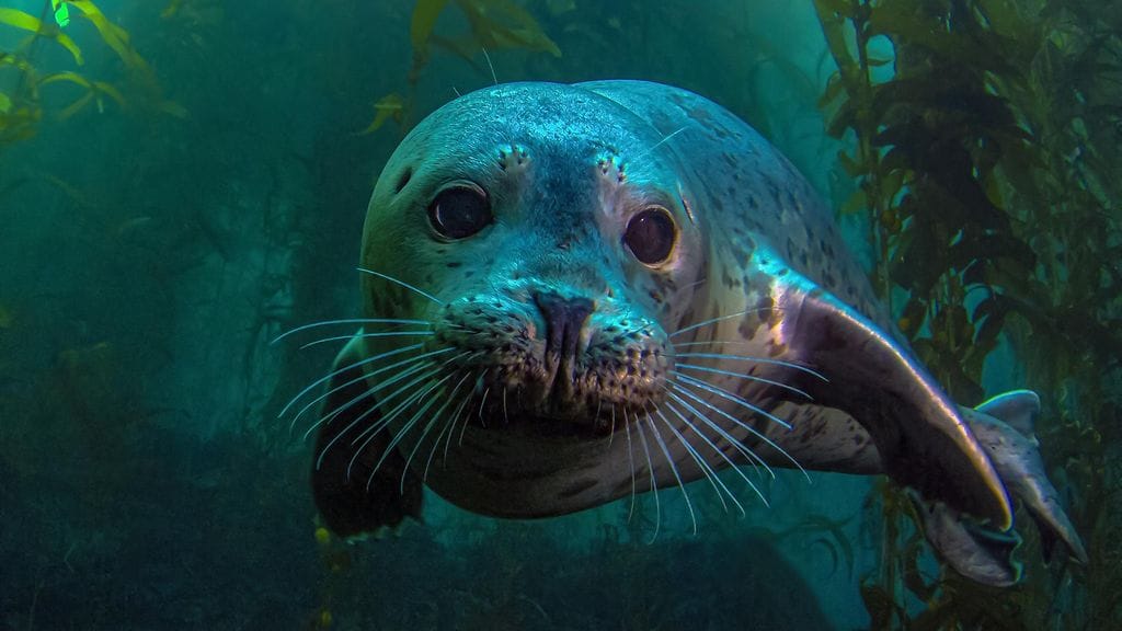 Miten hylkeet nukkuvat?