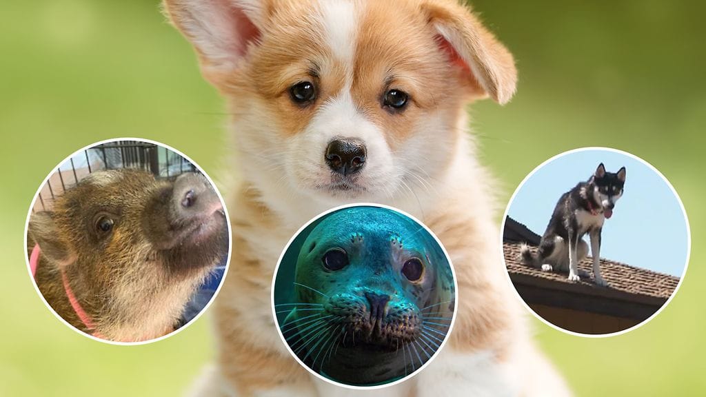 Maailman eläinten päivää vietetään 4.lokakuuta.