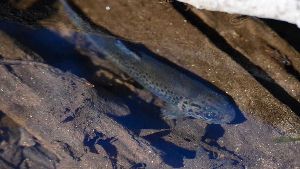 Taimenen kutu alkaa tässä kuussa vesien viiletessä.