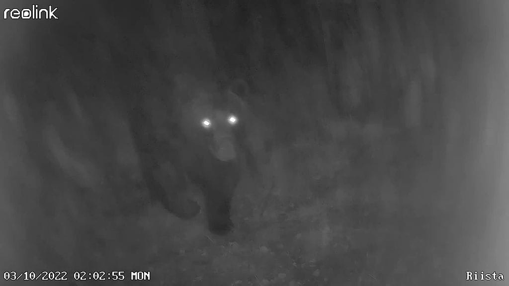 Alaskan kansallispuistossa Yhdysvalloissa eksynyt vaeltaja pelastui tällä viikolla kuin ihmeen kaupalla karhukameran livestreamia seuranneiden valppaiden katsojien ansiosta. Kuvituskuvssa näkyy karhu riistakamerassa.