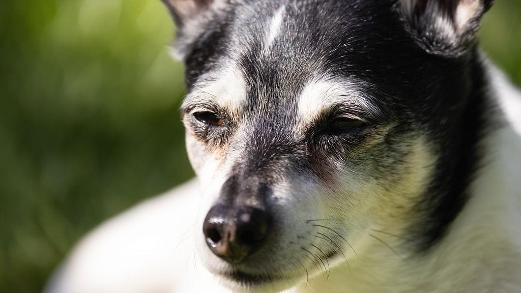 Kuvituskuva. Kuvassa toinen saman rodun edustaja.