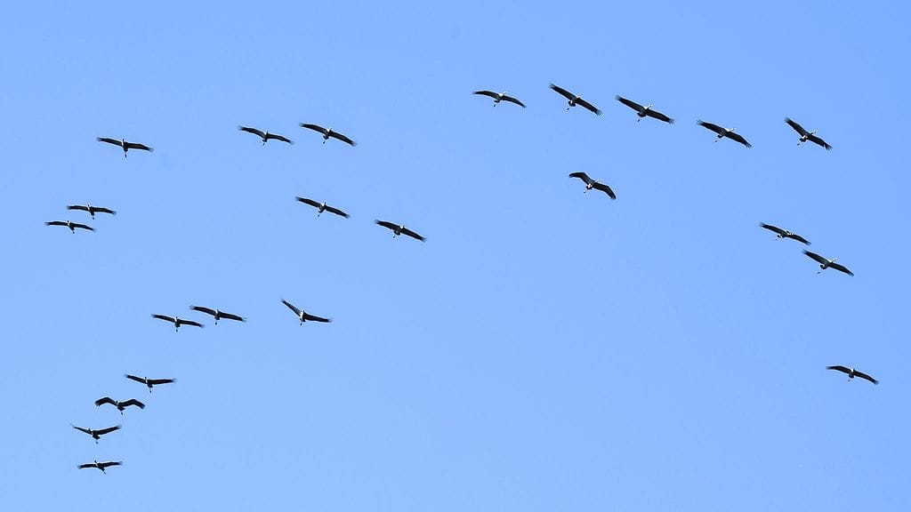 Kurkiparvi Suursaarisen järven yllä