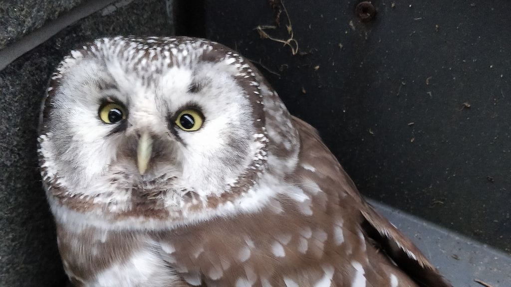 Poliisi pyysi paikalle Helsingin pelastuslaitoksen eläinpelastusyksikön, joka vei linnun Korkeasaareen tarkistettavaksi.
Lintu paljastui helmipöllöksi.