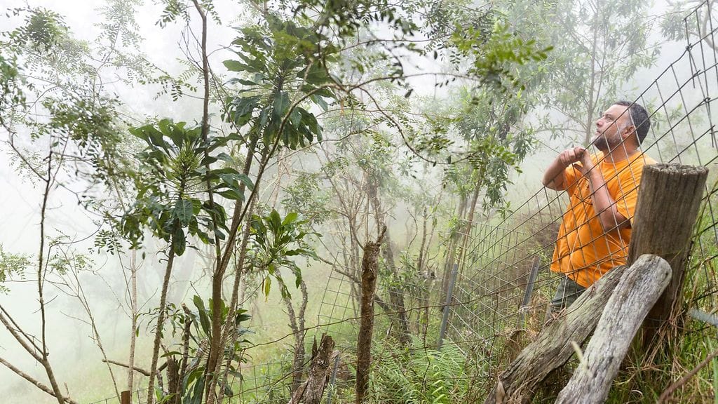 Sukupuuttoon kuollut Delissea argutidentata -kasvi löytyi Havaijilta tulivuoren kraatterista. (Kuva: Kamehameha Schools.)