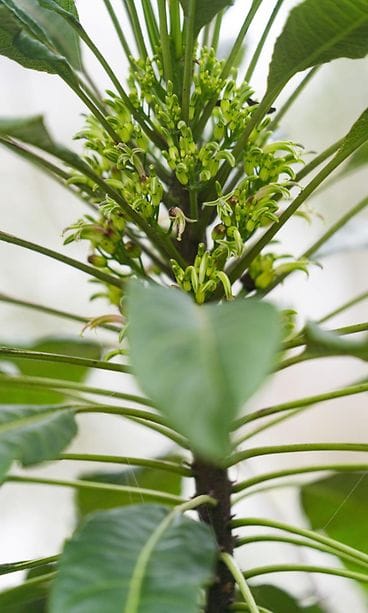 Sukupuuttoon kuollut Delissea argutidentata -kasvi löytyi Havaijilta tulivuoren kraatterista. (Kuva: Kamehameha Schools.) 2