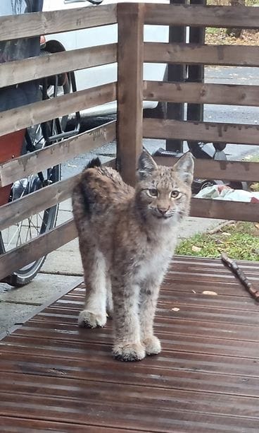 Jyväskyläläinen Kaisa Koivunen ikuisti uteliaan ilveksen kotinsa terassilla Kuokkalanpelto-nimisellä asuinalueella eilen sunnuntaina 16.10.2022.