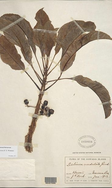 AOP Delissea argutidentata E Wimm H St John Delissea argutidentata E Wimm H St John.