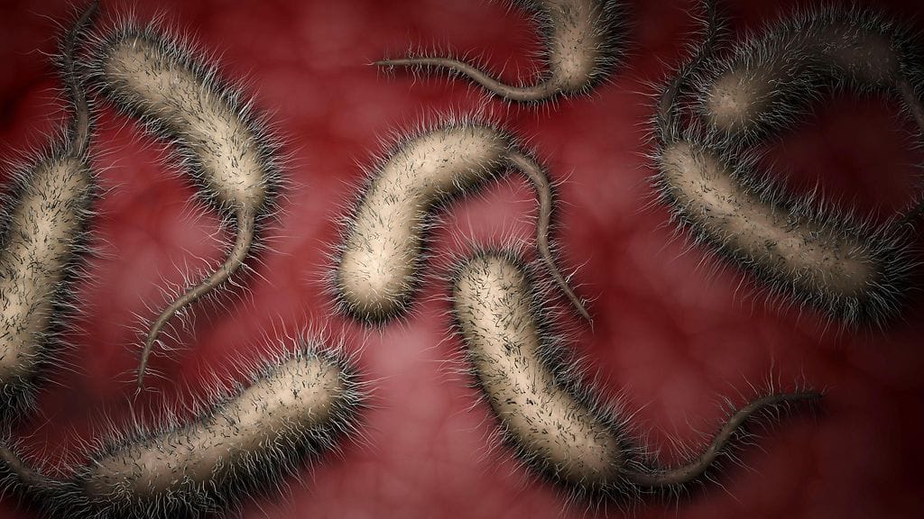 Biomedikaalinen havainnekuva Vibrio vulnificus-lihansyöjäbakteerista ihmiskehon sisällä.