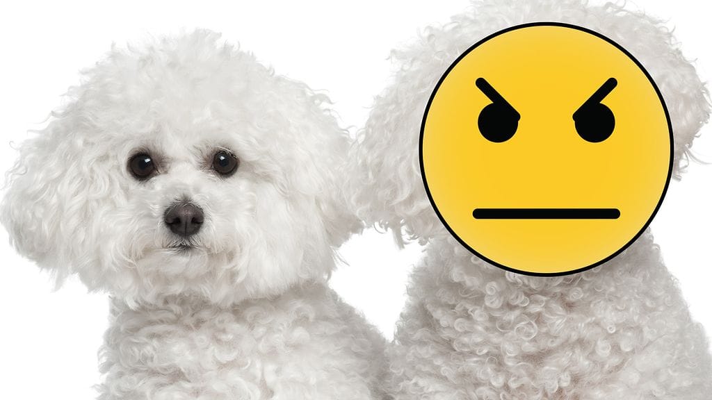 Vihaisen Rocky-koiran ilmettä on jopa verrattu vihaiseen emojiin. Kuvituskuva.