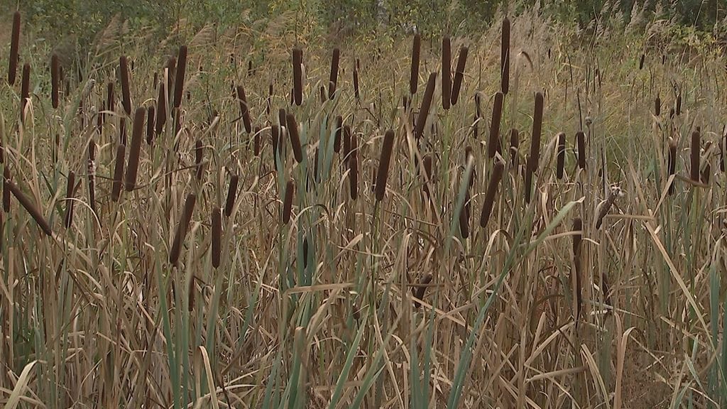 Osmankäämi, kasvit