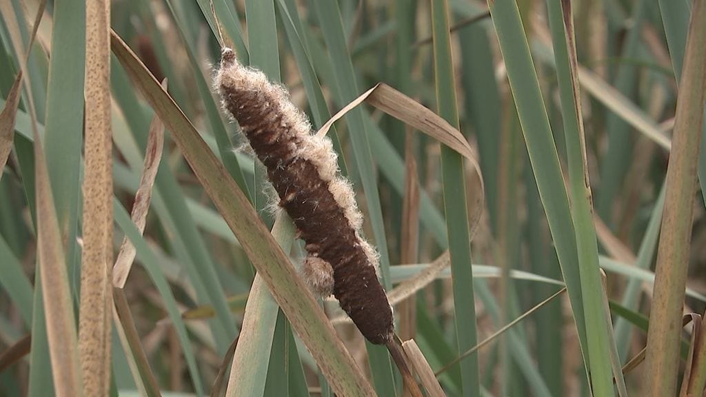 Osmankäämi, höytyvä, kasvi