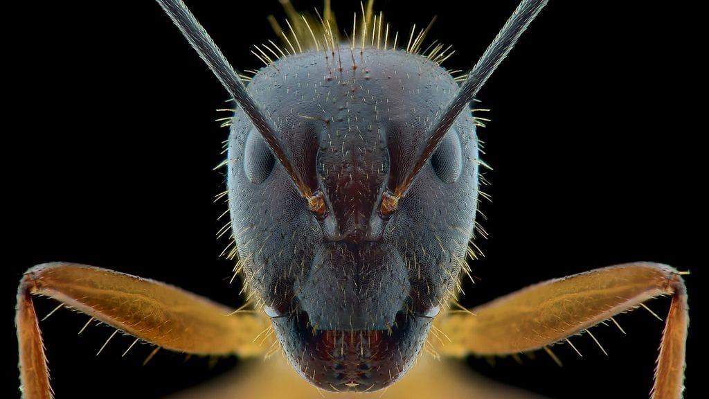 lähikuva muurahainen