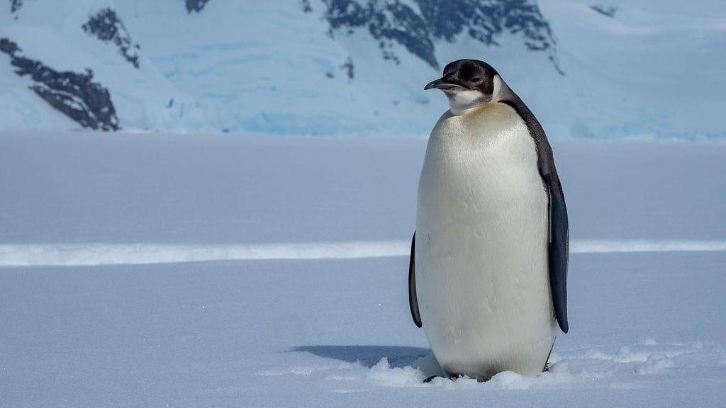 Keisaripingviini on elossa olevista linnuista viidenneksi suurin. Etelämantereella elävä keisaripingviini voi kasvaa jopa 130 senttimetriä pitkäksi.