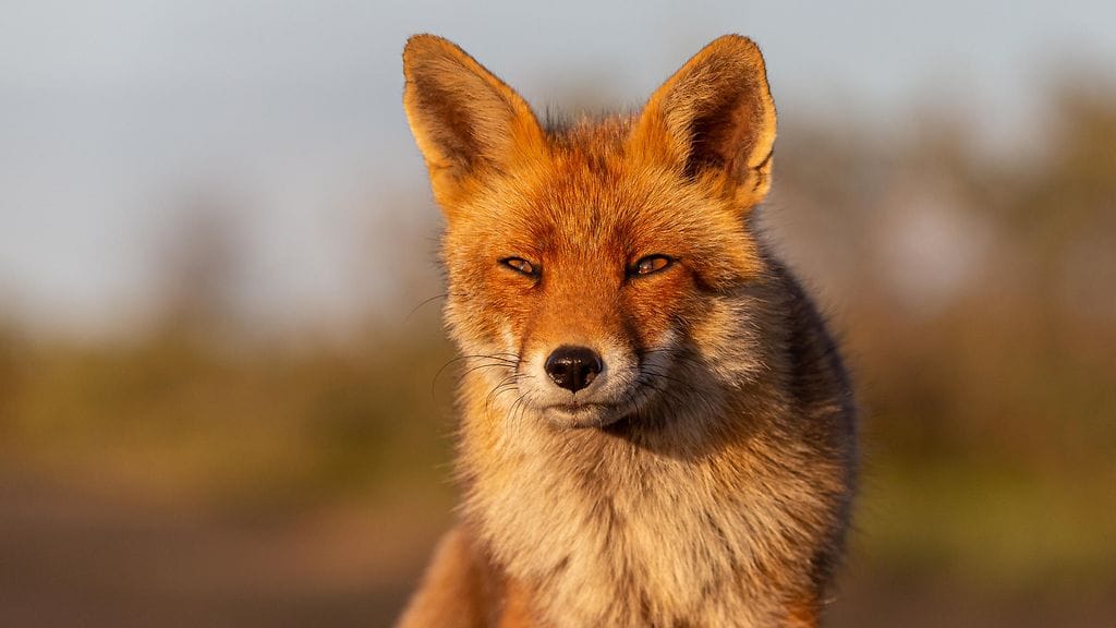 Kettu ei tullut miehen luokse silitettäväksi.