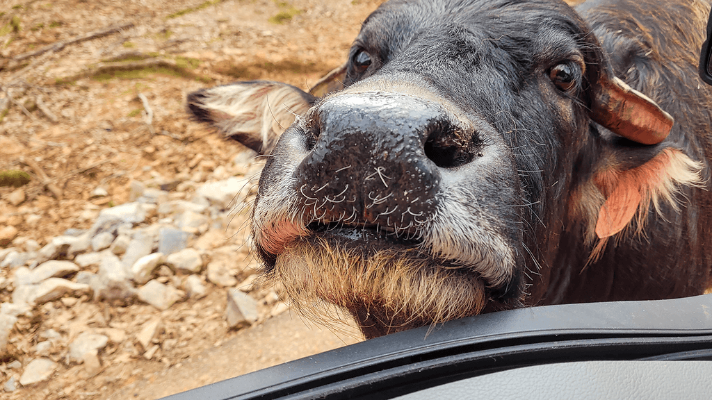 Safarin eläimet villiintyivät ruokintahetkestä.