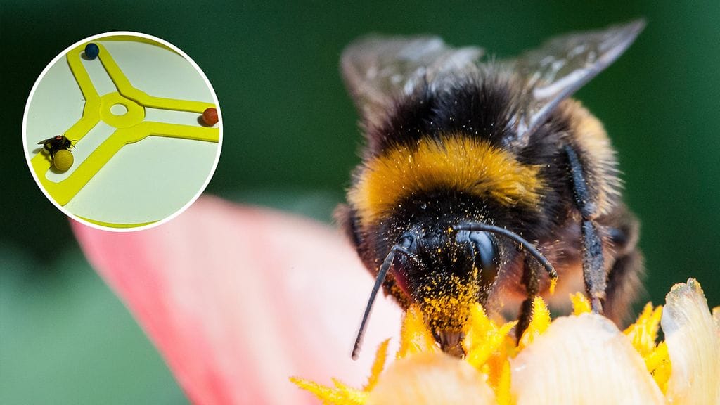 Kimalaiset ovat älykkäitä olentoja.