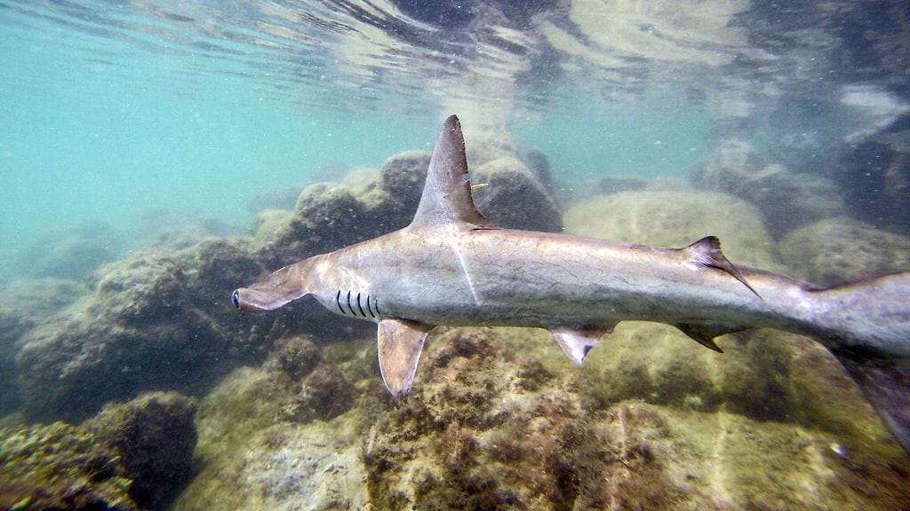 Vasarahait kuuluvat listalle, jolla olevien eläinten kansainvälistä kauppaa kontrolloidaan.