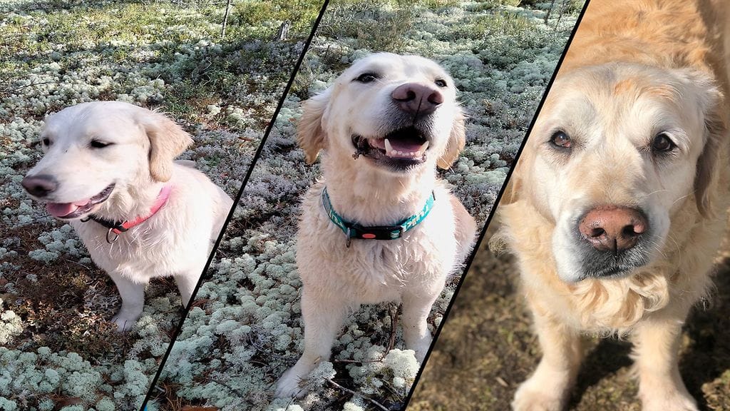 Hanna-Kaisan kultaisetnoutajat