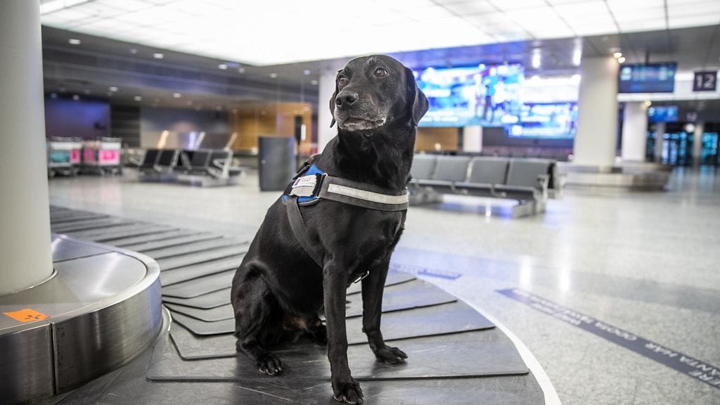 virkakoira tullikoira