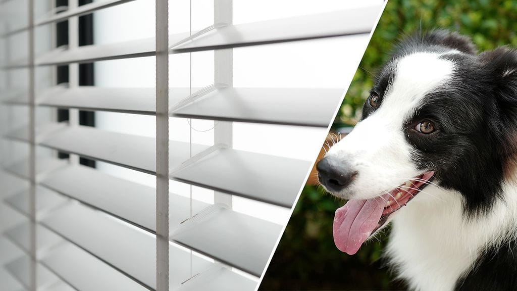 Bordercollie halusi kaihdinten olevan auki. Kuvituskuva.