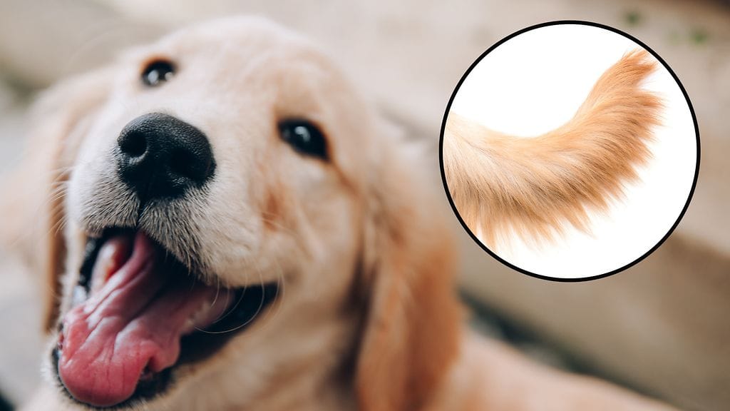 Jax-koiran häntäleikki sai suuren suosion somessa. Kuvituskuva.