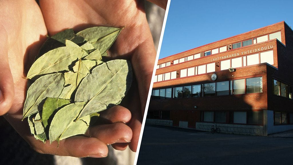 Lauttasaaren yhteiskoulussa tarjottiin oppilaille kokapensaan lehtiä maistettavaksi. Poliisi tutkii asiaa rikoksena.