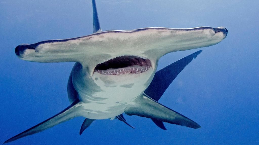 Kansainvälisessä Cites-kokouksessa on hyväksytty ehdotus yhteensä 54 tiikeri- ja vasarahailajin lisäämisestä lajilistalle, jolla olevien eläinten kansainvälistä kauppaa kontrolloidaan tiukasti. Tämä vasarahai kuvattiin Bahamalla.